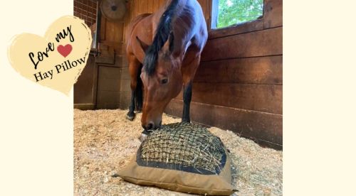 Bay horse in stall eating from a Standard Hay Pillow slow feed hay bag