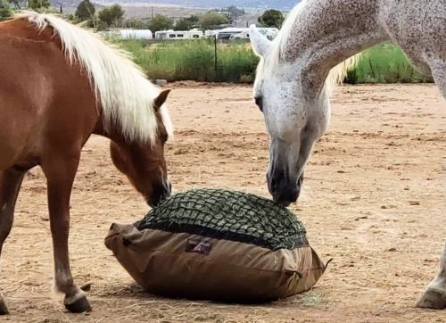 Horse and pony eating hay from Standard Hay Pillow ground slow feed hay bag