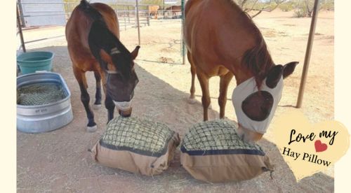 Two Chestnut geldings eating hay from a Standard Hay PIllow on the ground