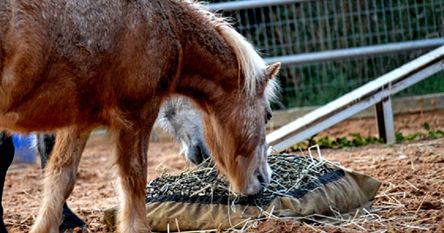 Miniature horse eating from a Hay Pillow on the ground