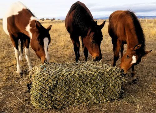 Three horses in a field eating hay from Small Bale Net used loose on the ground.