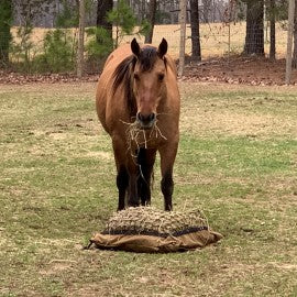 Happy buckskin mare eating hay from her hay pillow slow feeder in the pasture with trees in the background.