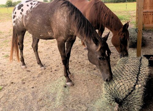 Two horses eating hay from a West Coast Bale Net attached to post.