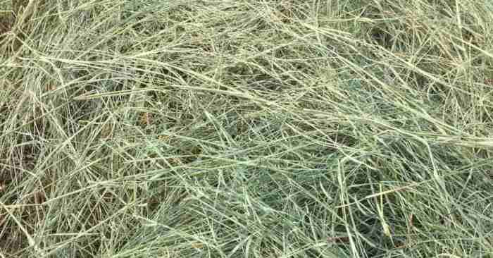 High Quality Mature Bermuda Grass Hay