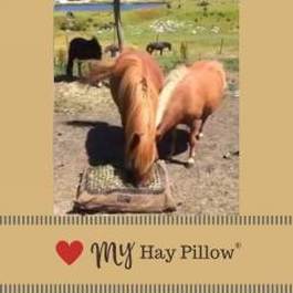 Ponies enjoying enrichment by using slow feed hay bag