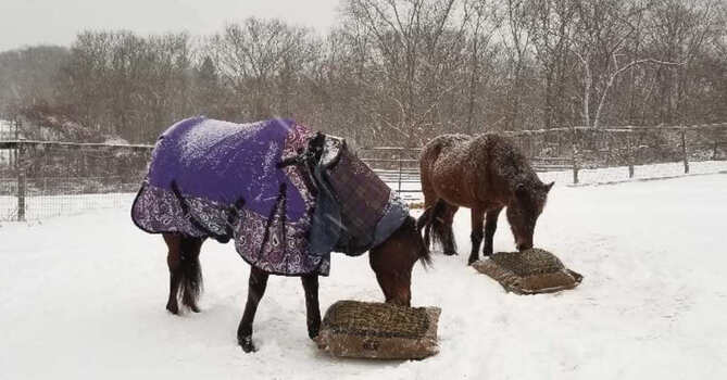 Two horses, one blanketed, eating outside in snow flurries from Hay Pillow slow feeders on the ground.