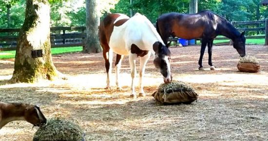 Two horses and a goat eating from Hay Pillows in multiple locations.