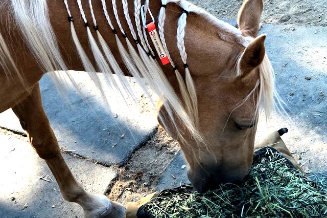 do horses eat dog poop bags