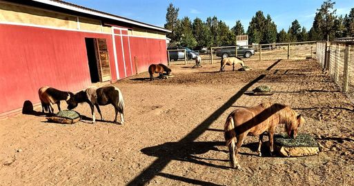 Five miniature horses eating from hay pillow slow feeders on the ground.