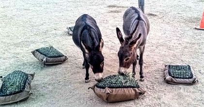 Miniature donkeys eating from slow feed hay pillows