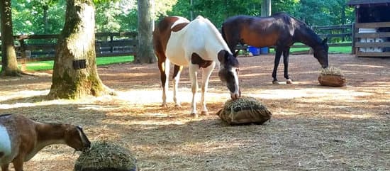 horses and goat grazing from Hay Pillows