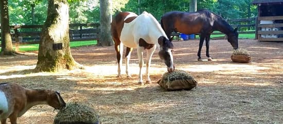Two horses and one goat eating from Hay Pillow ground slow feeders