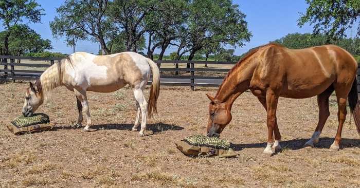 6 Great Reasons to Feed Your Horse from Ground Level — Hay Pillow®
