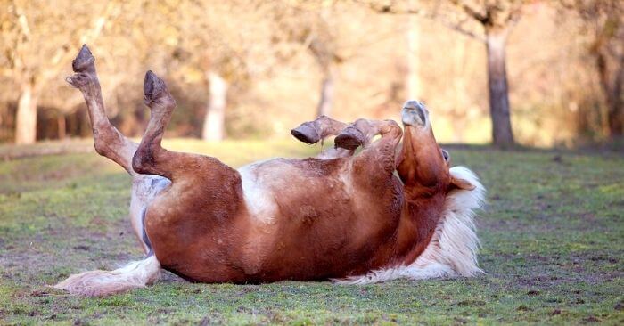 Horse rolling which could be a sign of colic