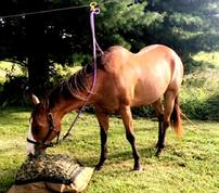 Horse eating from slow feed hay bag tied to high line while camping