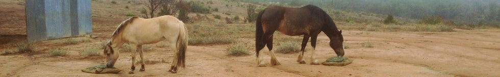 2 horses eating hay from slow feed hay bags