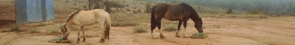 Two horses in a dry lot eating from Hay Pillows on the ground.