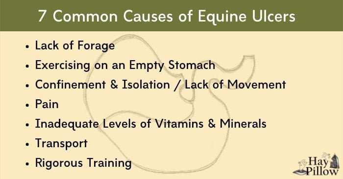 7 Common Causes of Equine Gastric Ulcers