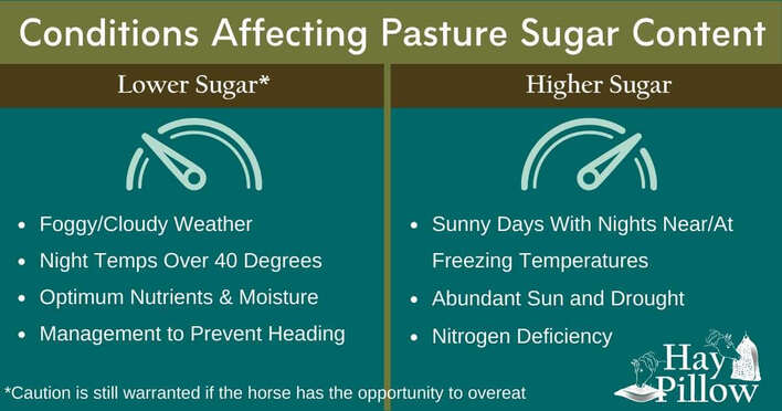 Conditions affecting sugar content of pasture or cutting hay
