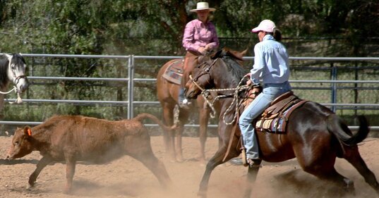 Horse and rider cutting cow