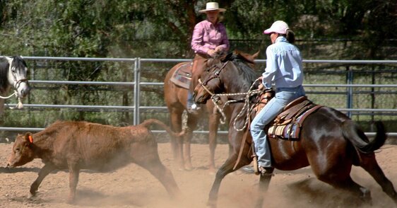 Horse and rider cutting a cow