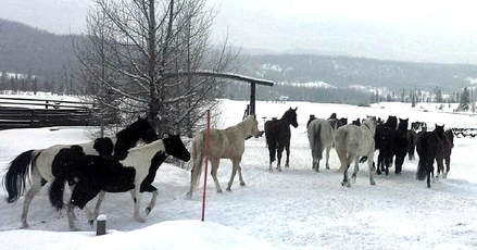 Herd of horses heading out into the snow.