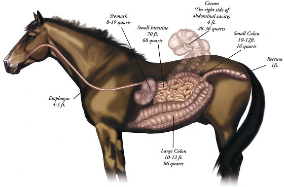 Horse digestive tract