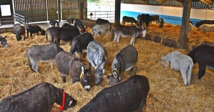 Free choice ad-lib straw for donkeys at The Donkey Sanctuary