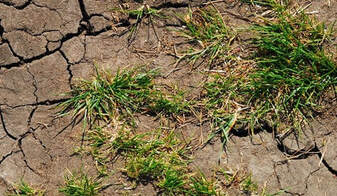 Grass growing in a parched field