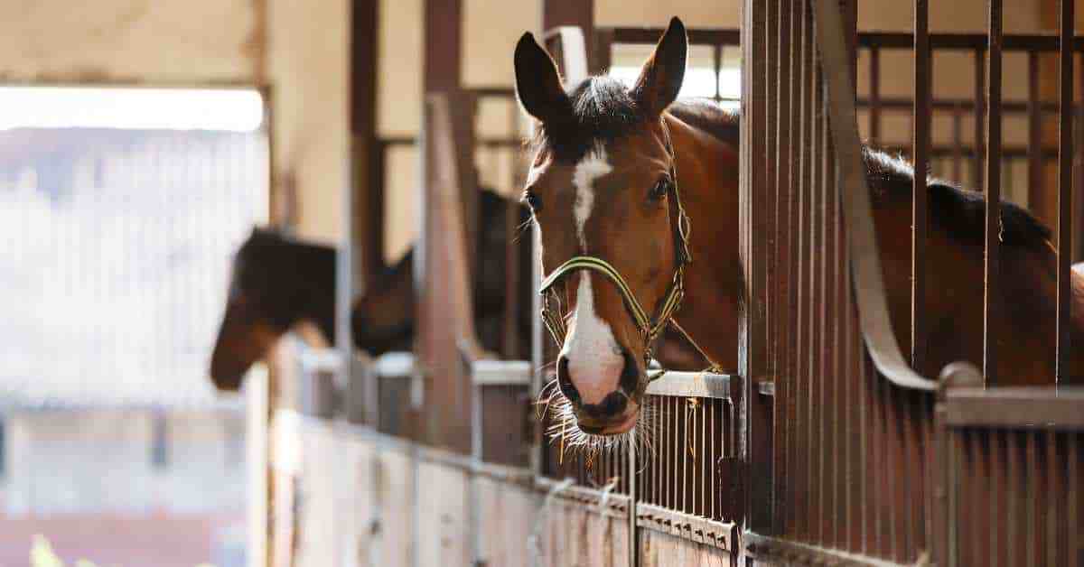 Domestic horses confined to stalls.