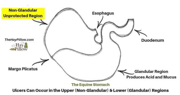 Diagram of the equine stomach showing where ulcers can occur