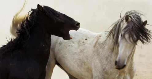 Horse acting aggressively threatening to bite another horse