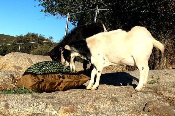 Goats on boulder eating hay from slow feed hay bag