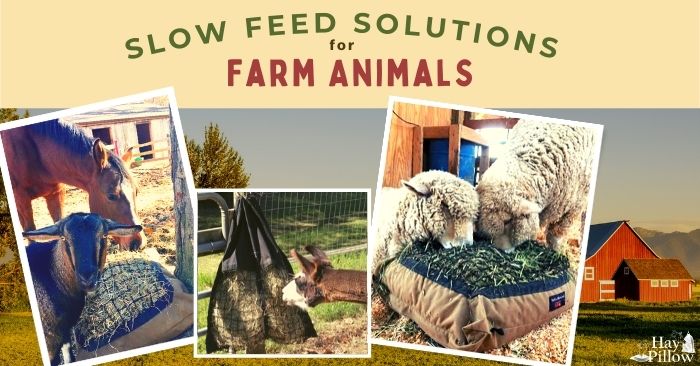 Sheep, alpaca, goat and horse eating hay from slow feeder hay bags