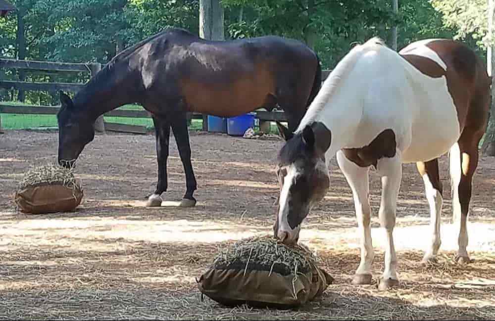 Two horses eating from Hay Pillow Slow Ground Feeders.