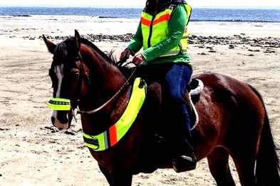 High visibility safety vest, breast plate & noseband for equestrians