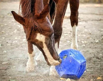 Horse playing with a blue Nose It boredom buster slow feeder toy 