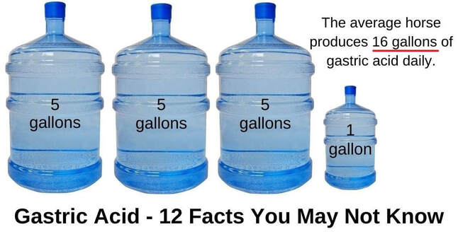 The average horse produces 16 gallons of gastric acid daily.