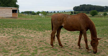 Horse grazing on short pasture increases sand colic risk