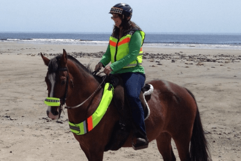 Bay horse and rider standing on a beach with each wearing High Visibility Safety Gear.