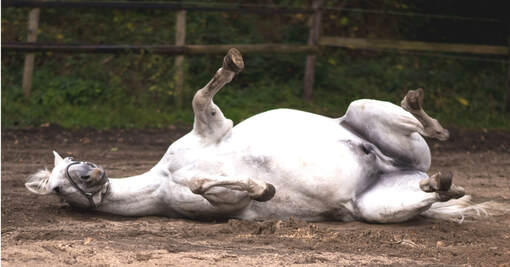 Horse rolling because of sand colic