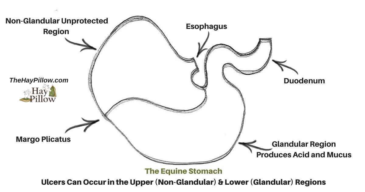 The Equine Stomach - Upper & Lower Regions