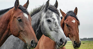 close up of three horses looking across a field - one bay, one gray, and one bay.