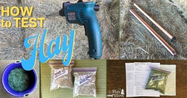 How to test your hay and where to send the samples