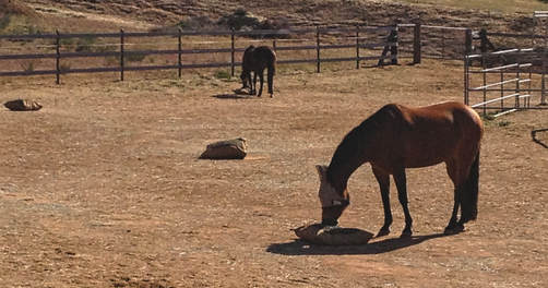 Horses eating hay in dry lot from ground slow feed hay bags