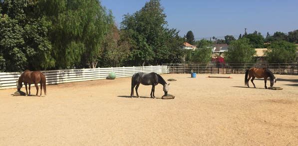 3 horses in enriching environment eating from slow feed hay bags in natural grazing position