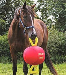 Horse playing with a Jolly Tug play ball in the pasture