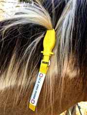 Manestay Emergency Tag attached to a horse's mane