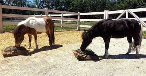 Miniature horses eating from ground hay pillow slow feed hay bags