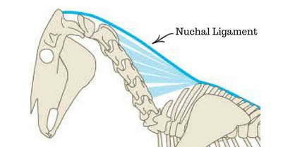 Neck Threadworms (Onchocerca cervicalis) - Adults reside and reproduce in the horse’s nuchal ligament